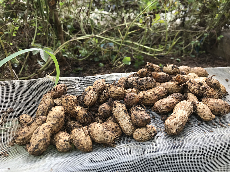 落花生（ピーナッツ）の栽培から収穫、乾燥保存方法