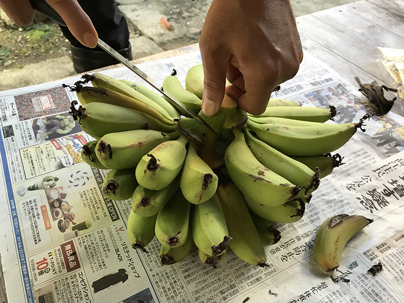 バナナの収穫方法